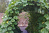 CUCURBITA TUNNEL IN THE KITCHEN GARDEN AT ROSEMOOR WITH GOURDS, CUCURBITA FICIFOLIA