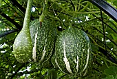 GOURDS HANGING IN THE CUCURBITA TUNNEL AT ROSEMOOR GARDEN