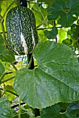 CUCURBITA FICIFOLIA BOUCHE RIPENING FRUIT WITH GOURD FOLIAGE