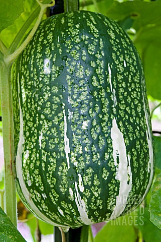 CUCURBITA_FICIFOLIA_BOUCHE