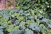 KALE, CURLY AND STRAIGHT-LEAVED VARIETIES, FOR WINTER CROPPING AT ROSEMOOR GARDEN