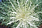 ORNAMENTAL KALE WHITE PEACOCK