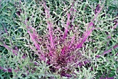 ORNAMENTAL KALE RED PEACOCK