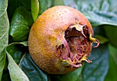 MESPILUS GERMANICA NOTTINGHAM  MEDLAR