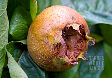 MESPILUS_GERMANICA_NOTTINGHAM__MEDLAR