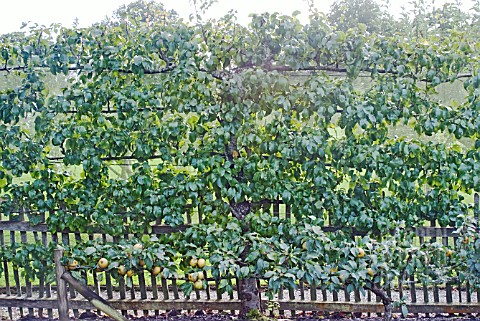 PYRUS_COMMUNIS_BEURRE_HARDY_TRAINED_AS_ESPALIER_WITH_STEPOVER_APPLE_EGREMONT_RUSSET_AT_ITS_FEET