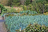 KITCHEN GARDEN IN AUTUMN AT  RHS ROSEMOOR, SHOWING LEEKS AND OTHER CROPS