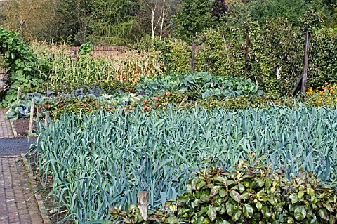 KITCHEN_GARDEN_IN_AUTUMN_AT__RHS_ROSEMOOR_SHOWING_LEEKS_AND_OTHER_CROPS