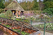 KITCHEN GARDEN IN AUTUMN, AT RHS ROSEMOOR, SHOWING COLD FRAMES, FLOWERS AND FLOWERPOT FIGURES