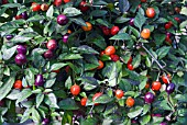 CAPSICUM ANNUUM, CHILLI PEPPER FILIUS BLUE FRUIT AND FOLIAGE