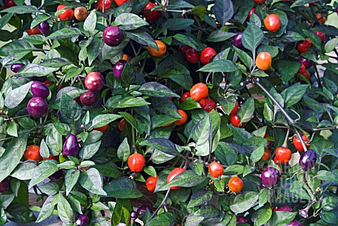 CAPSICUM_ANNUUM_CHILLI_PEPPER_FILIUS_BLUE_FRUIT_AND_FOLIAGE