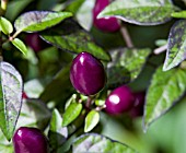 CAPSICUM ANNUUM, CHILLI PEPPER, FILIUS BLUE