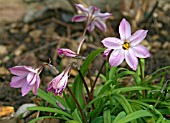 IPHEION UNIFLORUM CHARLOTTE BISHOP PLANT GROWING IN A GRAVEL BORDER