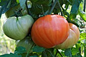 TOMATO, BURPEE DELICIOUS RIPENING TRUSS