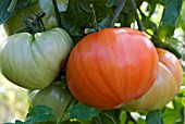 TOMATO, BURPEE DELICIOUS RIPENING TRUSS