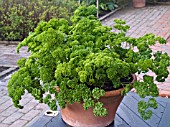 CURLED PARSLEY, PETROSELINUM CRISPUM,  GROWING IN A CONTAINER AT THE RHS GARDEN, ROSEMOOR.