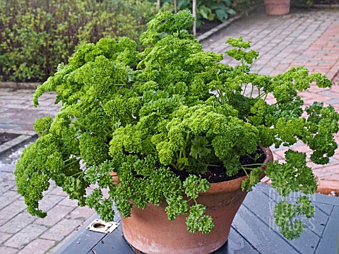CURLED_PARSLEY_PETROSELINUM_CRISPUM__GROWING_IN_A_CONTAINER_AT_THE_RHS_GARDEN_ROSEMOOR