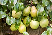PYRUS COMMUNIS  GLOU MORCEAU, RIPENING PEARS ON ESPALIER TREE TRAINED ON A WALL
