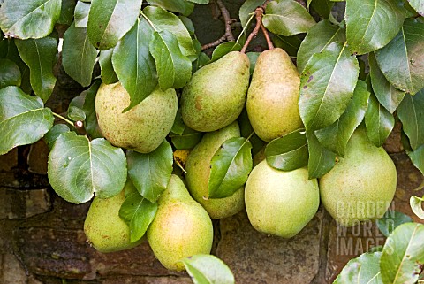 PYRUS_COMMUNIS__GLOU_MORCEAU_RIPENING_PEARS_ON_ESPALIER_TREE_TRAINED_ON_A_WALL