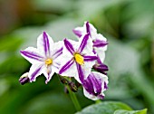 SOLANUM MURICATUM, MELON PEAR,