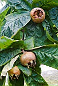 MESPILUS GERMANICA NOTTINGHAM FRUIT AND FOLIAGE