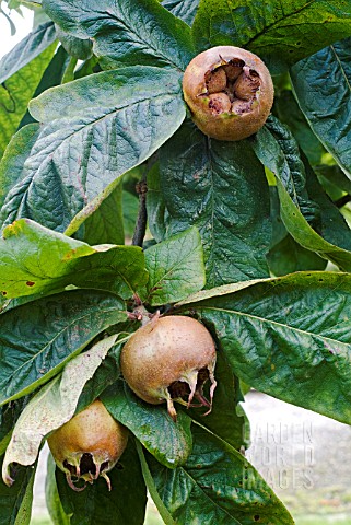 MESPILUS_GERMANICA_NOTTINGHAM_FRUIT_AND_FOLIAGE