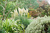 RHS ROSEMOOR GARDEN IN EARLY AUTUMN WITH EUCALYPTUS, CORTADERIA SELLOANA PUMILA IN FLOWER AND PHORMIUM YELLOW WAVE