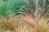 GRASS-LIKE PLANTS, CAREX COMANS WITH PHORMIUM PINK STRIPE AND PANICUM VIRGATUM BEHIND