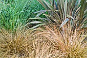 GRASS-LIKE PLANTS, CAREX COMANS WITH PHORMIUM PINK STRIPE AND PANICUM VIRGATUM BEHIND