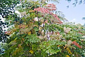 ARALIA ELATA, MATURE FLOWERING