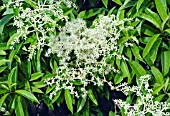 PILEOSTEGIA VIBURNOIDES FLOWERS AND FOLIAGE