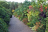 TROPICAL BORDER IN SEPTEMBER AT THE RHS ROSEMOOR GARDEN SHOWING CANNAS, CUPHEA, SALVIAS AND BANANAS.