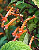 CUPHEA CAECILIAE CLOSE-UP OF MATURE FLOWERING SPIKE SHOWING WISKERED PETALS