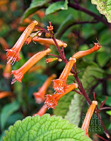 CUPHEA_CAECILIAE_CLOSEUP_OF_MATURE_FLOWERING_SPIKE_SHOWING_WISKERED_PETALS