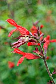 SALVIA FULGENS, CLOSE-UP OF FLOWERS SHOWING HAIRY PETALS AND INVOLUCRES