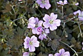 GERANIUM DUSKY CRUG