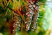 PINUS STROBUS CLOSE-UP OF RIPENING CONES EXUDING RESIN