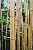 PHYLLOSTACHYS VIVAX AUREOCAULIS SHOWING MATURE STEMS