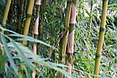 CHUSQUEA CULEO, BAMBOO, SHOWING STEMS AND LEAF SHEATHES