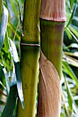 CHUSQUEA CULEO, BAMBOO, CLOSE-UP LF STEMS SHOWING LEAF SHEATHS