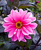 DAHLIA FASCINATION