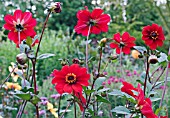 DAHLIA BISHOP OF AUCKLAND  GROUP OF FLOWERS