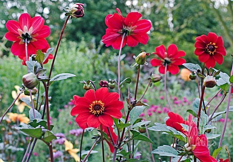 DAHLIA_BISHOP_OF_AUCKLAND__GROUP_OF_FLOWERS