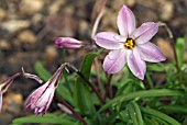 IPHEION UNIFLORUM CHARLOTTE BISHOP