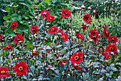 DAHLIA BISHOP OF AUCKLAND SHOWING FOLIAGE AND FLOWERS