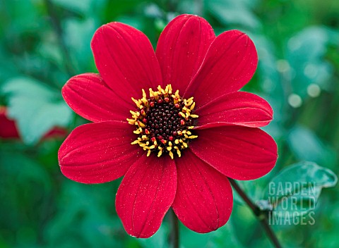 DAHLIA_BISHOP_OF_AUCKLAND