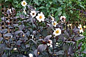 DAHLIA TWYNINGS AFTER EIGHT SHOWING DARK FOLIAGE AND FLOWERS