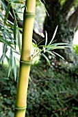 CHUSQUEA CULEOU BREVIGLUMIS  CLOSE-UP OF STEM WITH FOLIAGE TUFT