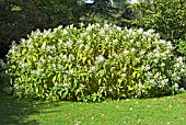 PERSICARIA WALLICHII, WIDE VIEW OF PLANTS GROWING IN A BED AT RHS ROSEMOOR GARDEN