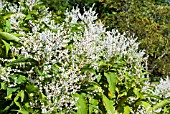 PERSICARIA WALLICHII